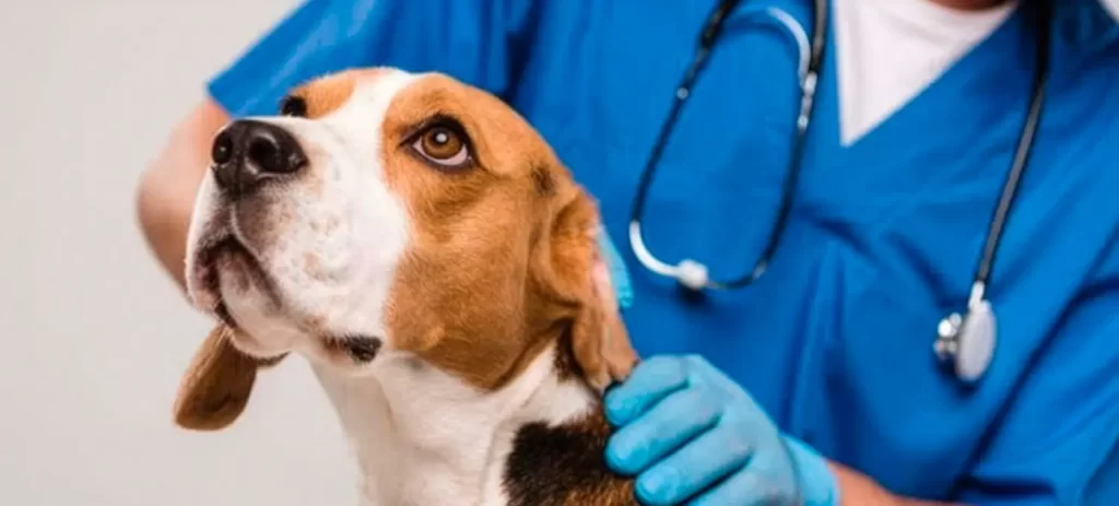 Perro con miedo al veterinario: cómo prepararlo desde cachorro