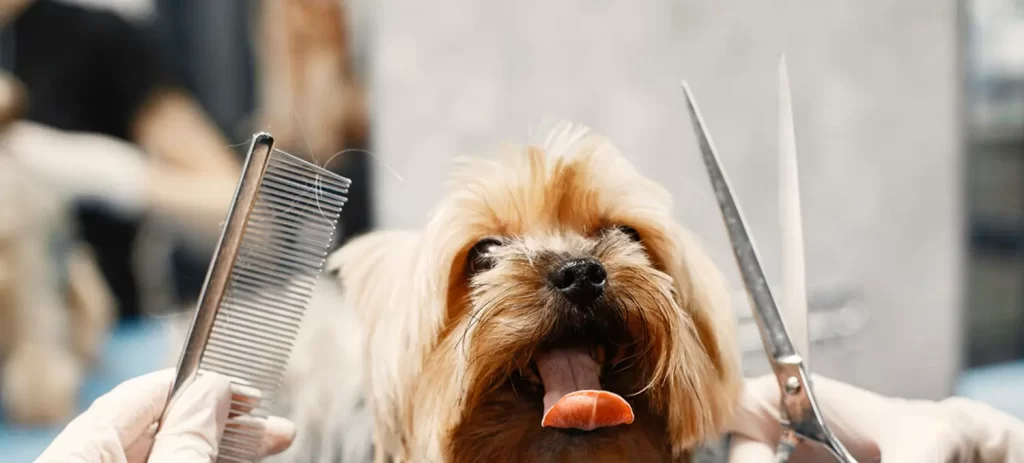 Perro con miedo al veterinario: cómo prepararlo desde cachorro