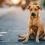 Adoptar un perro adulto: una oportunidad que pocos ven